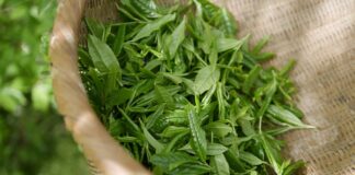 O co chodzi z zieloną naklejka?