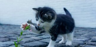 Czy można brać małe świnki morskie na ręce?