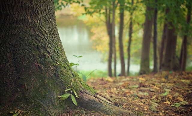 Co niszczy korzenie drzew? Co niszczy korzenie drzew?