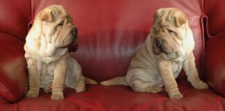 Ile kosztuje montaż listew przypodłogowych?