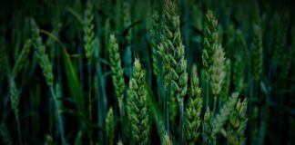 Jak złożyć stara maszynkę do mielenia mięsa?