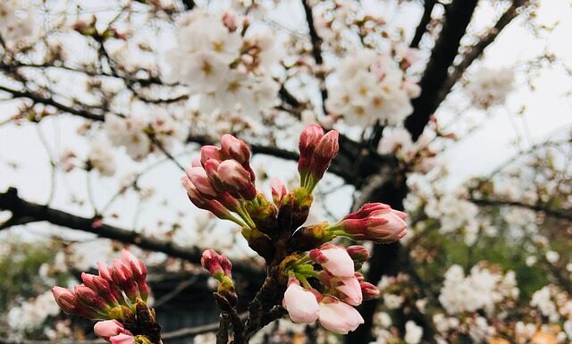 Jak sprawdzić czy to piszczy pasek?