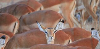 Ile kosztuje wymiana wahacza u mechanika?