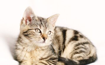 Jak sprawdzić stan paska klinowego?