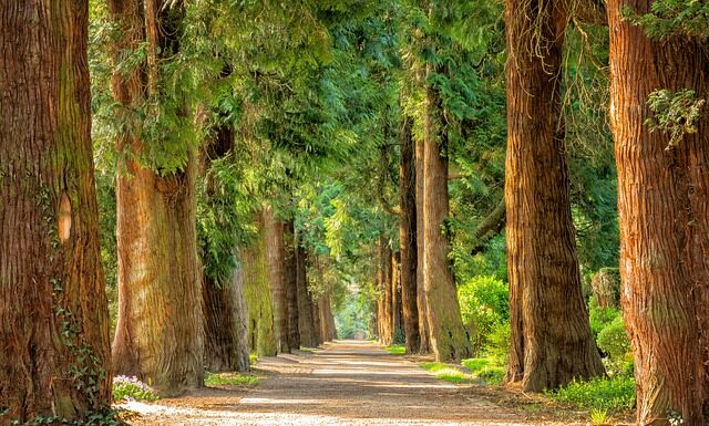 Czym zabezpieczyć pnie drzew owocowych? Czym zabezpieczyć pnie drzew owocowych?