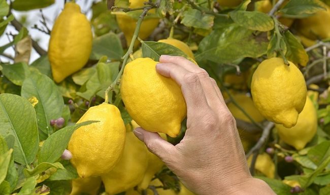 Naturalna witamina C dla dzieci