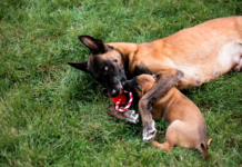 Gryzienie i żucie: dlaczego psu jest to potrzebne dlaczego psu jest to potrzebne