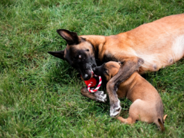 dlaczego psu jest to potrzebne