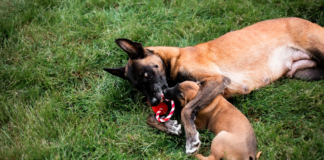 dlaczego psu jest to potrzebne