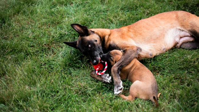 dlaczego psu jest to potrzebne