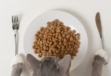 Jak wybrać mokrą karmę dla kociaka, dorosłego i seniora Jak wybrać mokrą karmę dla kociaka