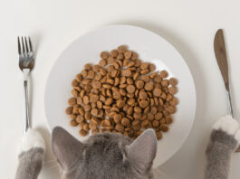 Jak wybrać mokrą karmę dla kociaka