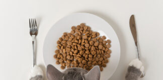 Jak wybrać mokrą karmę dla kociaka