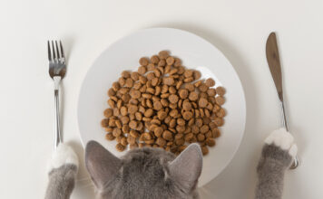 Jak wybrać mokrą karmę dla kociaka
