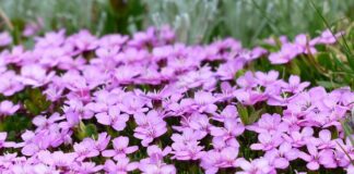 Ile potrzeba mchu chrobotka na metr kwadratowy?