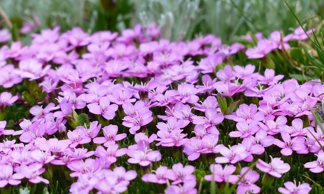 Ile potrzeba mchu chrobotka na metr kwadratowy? Ile potrzeba mchu chrobotka na metr kwadratowy?