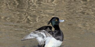 Ile Rzędowy łańcuch?