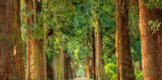 Na jakich drzewach można szczepić?