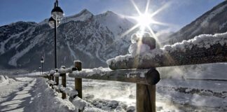 Czy bielenie drzew chroni przed robakami?