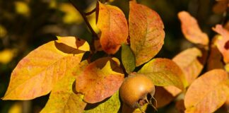 Jaki sklep internetowy z meblami polecacie?