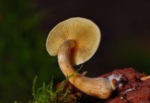 Jak długo Grzybnia rozkłada pień? Jak długo Grzybnia rozkłada pień?