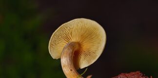 Jak długo Grzybnia rozkłada pień?