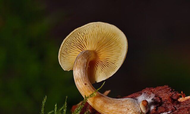 Jak długo Grzybnia rozkłada pień? Jak długo Grzybnia rozkłada pień?