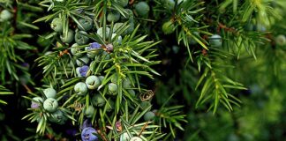 Jak zmusić śliwkę do owocowania?