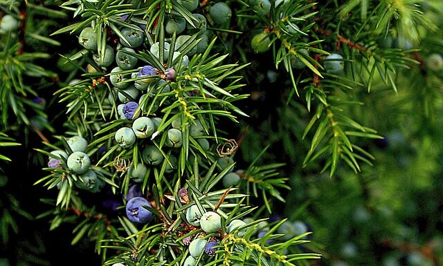 Jak zmusić śliwkę do owocowania?