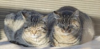 Dlaczego grzeje się prowadnica w Pile?