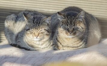 Dlaczego grzeje się prowadnica w Pile? Dlaczego grzeje się prowadnica w Pile?