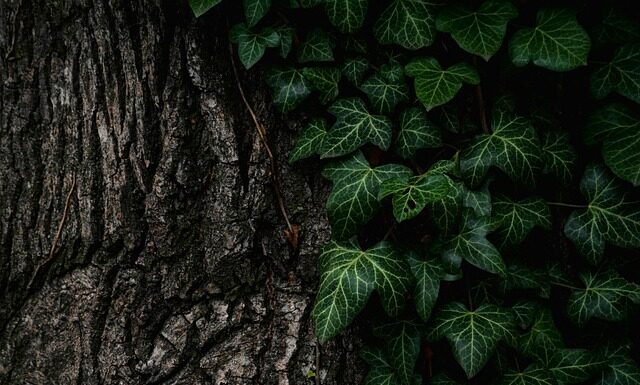 Czym polać pień drzewa?