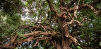 Czym wypełnić drzewo?