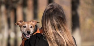 Kto jest właścicielem Bodzio?