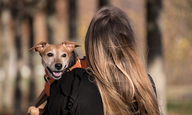 Kto jest właścicielem Bodzio?