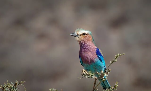 Co lepsze wałek czy łańcuch? Co lepsze wałek czy łańcuch?