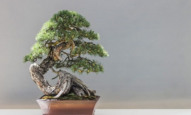 Czym mogą zaskoczyć was rośliny doniczkowe