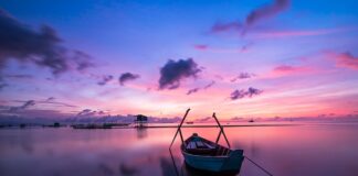 Jak zachować kolor mchu?