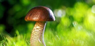 Przy jakiej wilgotności pojawia się grzyb?