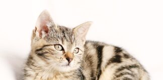 Co wymienić przy wymianie paska klinowego?