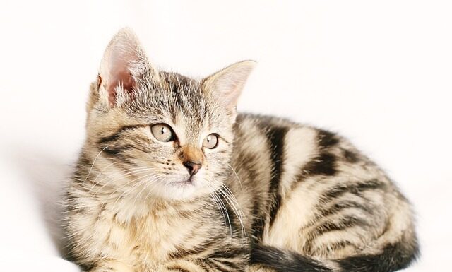 Co wymienić przy wymianie paska klinowego?