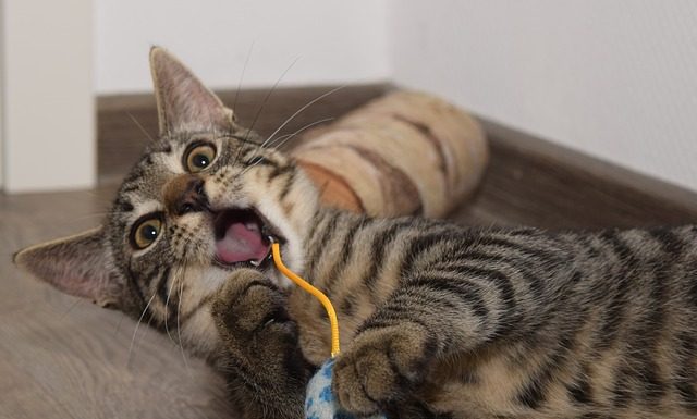 Jak przygotować się przybycie kota do domu