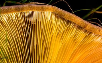 Jak przykleić listwy przypodłogowe samoprzylepne? Jak przykleić listwy przypodłogowe samoprzylepne?