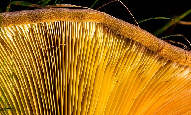 Jak przykleić listwy przypodłogowe samoprzylepne? Jak przykleić listwy przypodłogowe samoprzylepne?