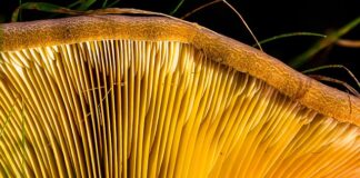 Jak łączyć listwy przypodłogowe MDF?