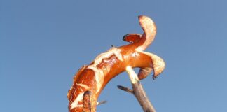 Czy maty do grilla są zdrowe?