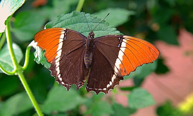 Co zrobić z zardzewiałym łańcuchem? Co zrobić z zardzewiałym łańcuchem?