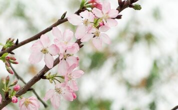 Jaka jest żywotność amortyzatorów?