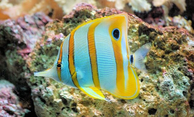 Co zamiast miedziana?