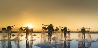 Czy sól niszczy korzenie?